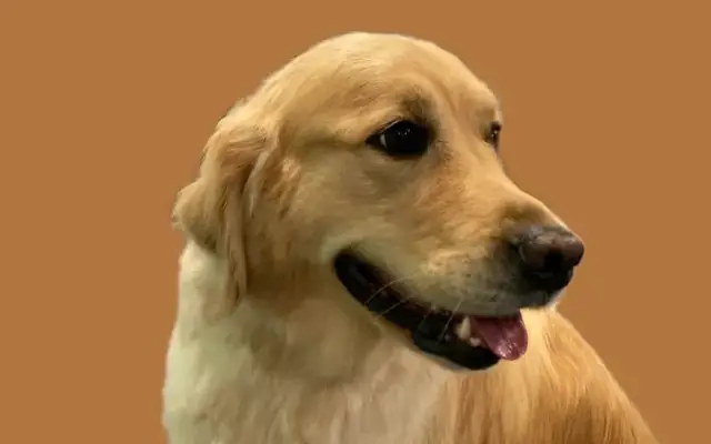 Pet Styling by Shenika in York, PA