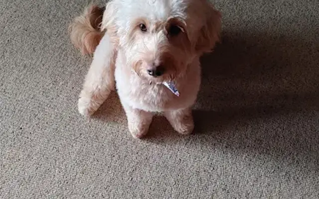 Stephanie's Top Dog Pet Spa in Hillsboro, OH
