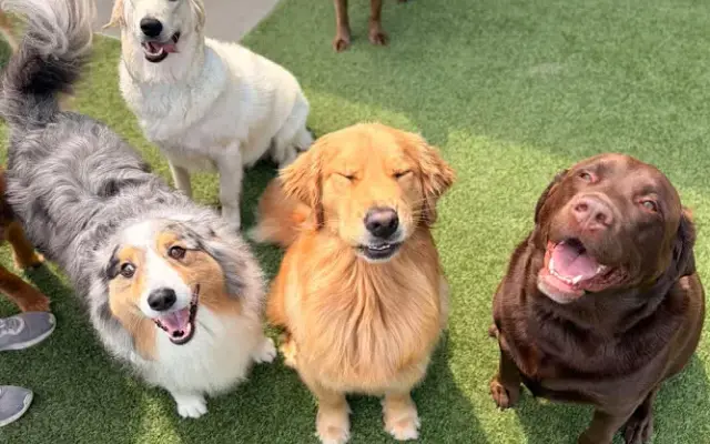 Pampered Pooch Resort & Spa in Zionsville, IN