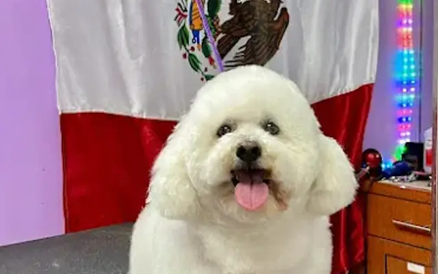 Waggily Ever After Pet Grooming llc. in South Gate, CA