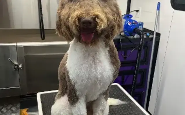 Off The Leash Mobile Dog Grooming in Belton, SC