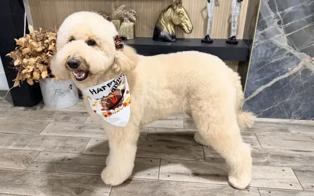 Miracle Mobile Grooming in Cape Coral, FL