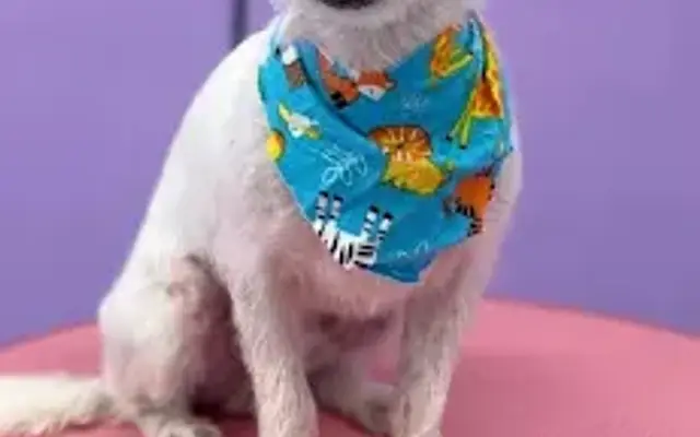 petland pet grooming in Lawndale, CA
