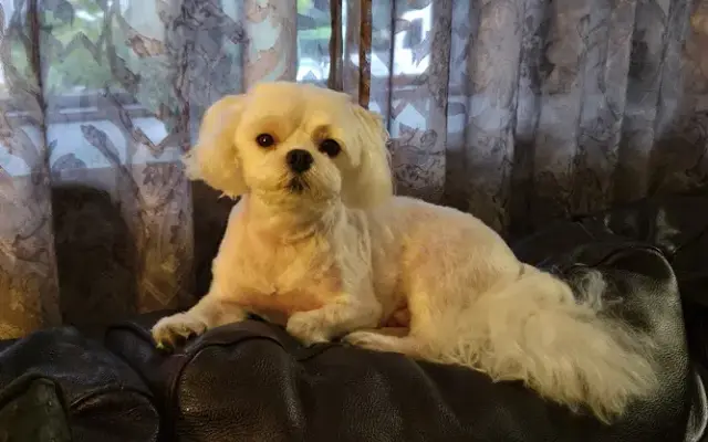 Petpourri Mobile Grooming LLC in Middle Island, NY