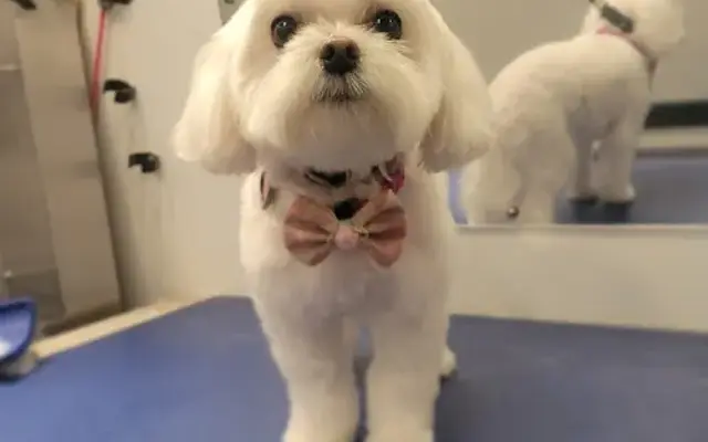 Spaw ReTreat Mobile Grooming in Thousand Oaks, CA