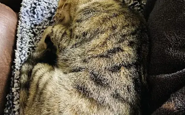 The Pet Connection in Ocean Springs, MS