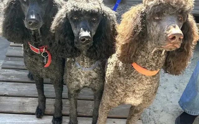 Gilded Tails Mobile Grooming in Hernando, FL
