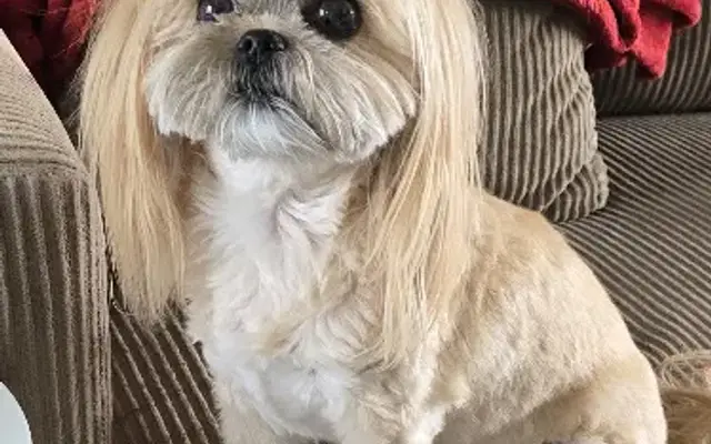 Diamond Dogs Grooming Salon in Naples, FL