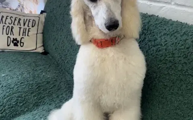 Dash Pet Pawlor - Uptown Whittier in Whittier, CA