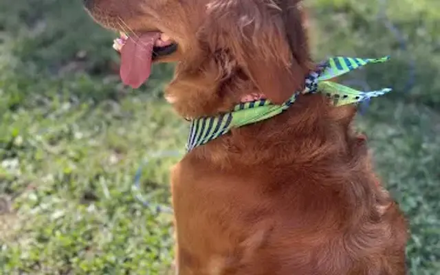 PetSmart Grooming in Castleton, IN
