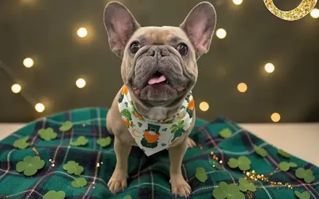 Cosmopawlitan Pets LLC in Goodyear, AZ