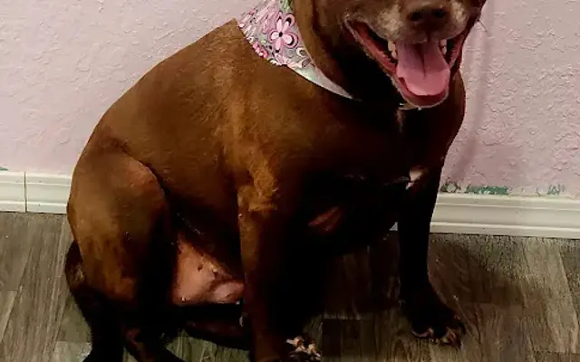 Pupsicles Grooming in Graham, TX