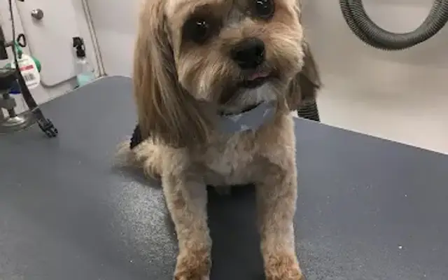 Kelly's Mobile Pet Spa in Olathe, KS