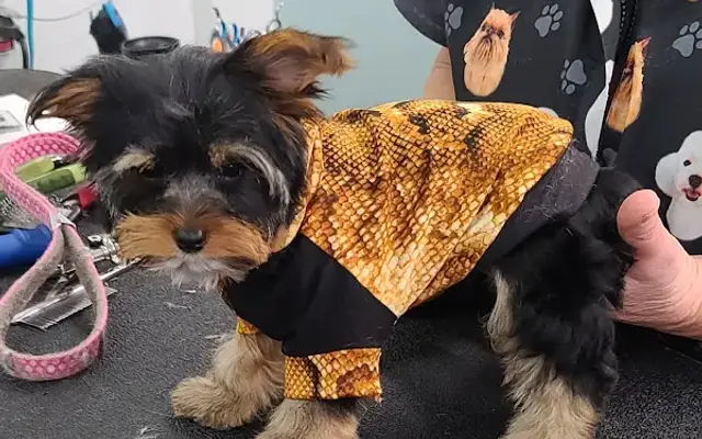 GiGi's Grooming in Providence, UT
