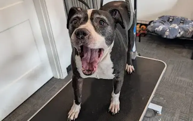 Barkside Pet Grooming in Port Ludlow, WA
