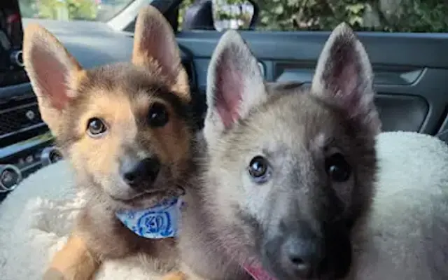 WASH & WAG Country Grooming in Old Mill Creek, IL