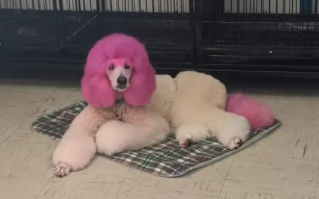 Pawsitively Divine Grooming Salon in Terrell, TX
