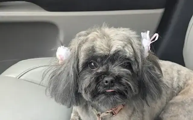 Petsvilla in Staten Island, NY