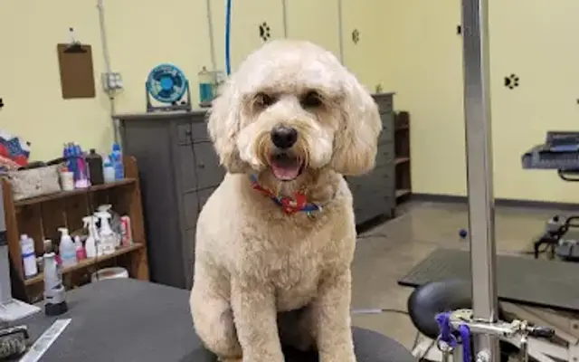 Drooly Dogue Pet Grooming in Petaluma, CA