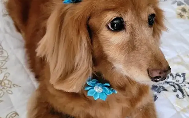 Bark and Bloom mobile pet grooming LLC in Roanoke, VA