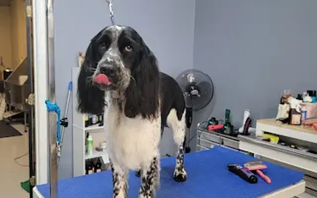 Strykin Stylin Pet Salon in Cynthiana, KY