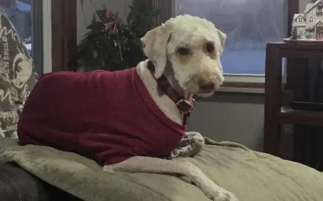 PetSmart Grooming in Saginaw, MI