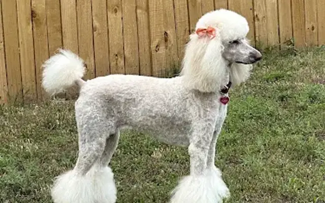 Pawsh Grooming and Boutique in Haltom City, TX