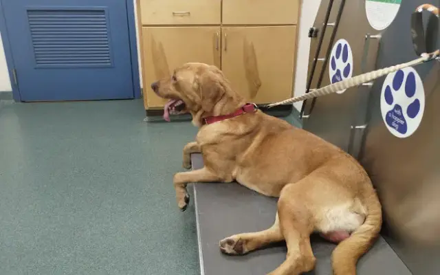 Asheboro Animal Hospital in Asheboro, NC