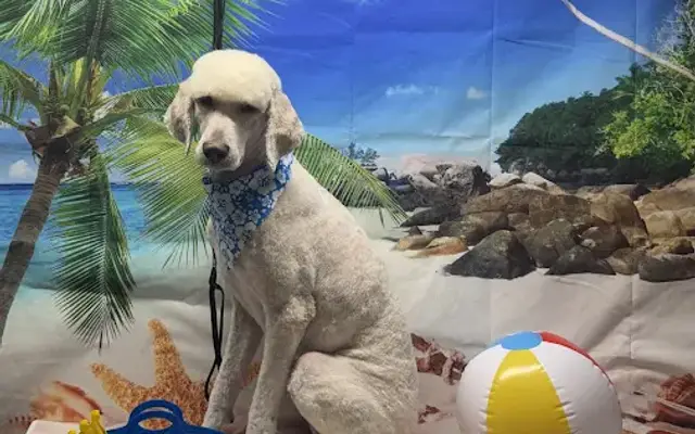 Platinum Paws Pet Grooming in Blue Mountain, MS