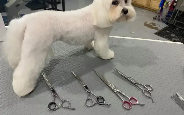 Sitt’n Pretty mobile dog grooming in Gun Barrel City, TX