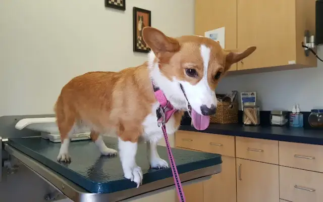 VCA Telge Road Animal Hospital in Cypress, TX