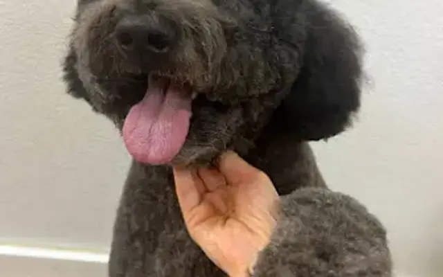 Scrubby Doggie Mobile Grooming in Tustin, CA