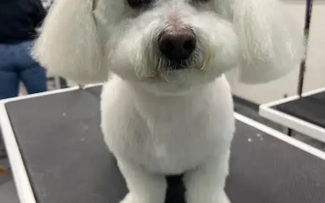 Pet Supplies Plus Attleboro Grooming in Attleboro, MA