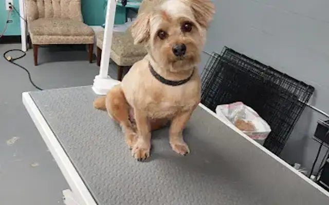 Shear Pawfection LLC in Live Oak, FL