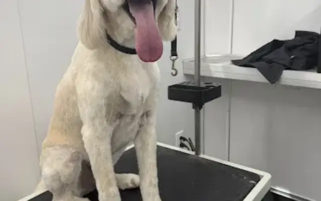 I Style Paws Mobile Grooming in Hampstead, NC