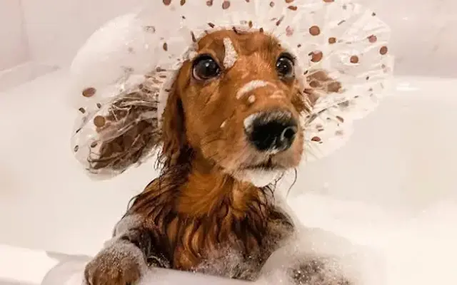 Tarnished Angel's Dog Grooming in Roseville, MI