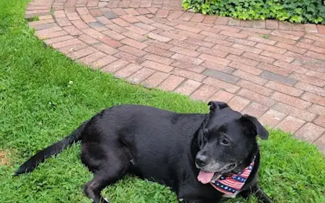 Jericho Animal Hospital in Syosset, NY
