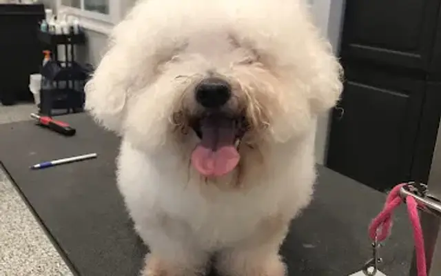 Bark In Style LLC in Neptune City, NJ