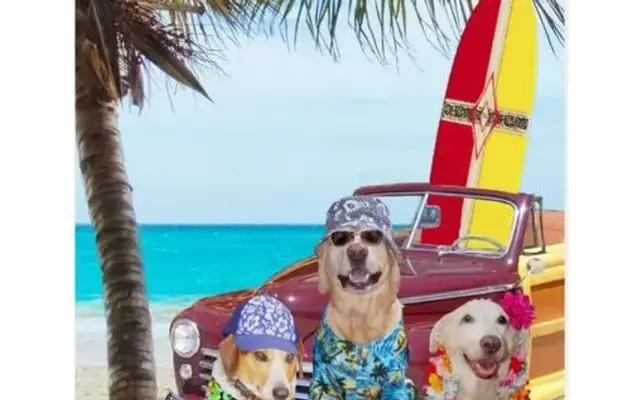 Salty Dawgs Grooming Parlor in Bonita Springs, FL