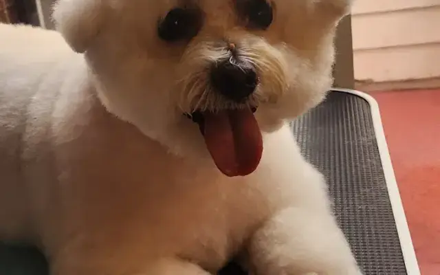 Grimes & Groomes (Claudia's Dog Grooming) in North Lauderdale, FL