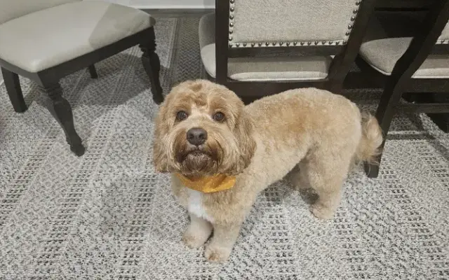 The Barkery Grooming Boutique Forsyth in Forsyth, GA