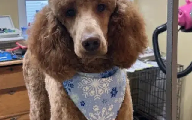 Classy Cuts Pet Grooming LLC in Walkersville, MD