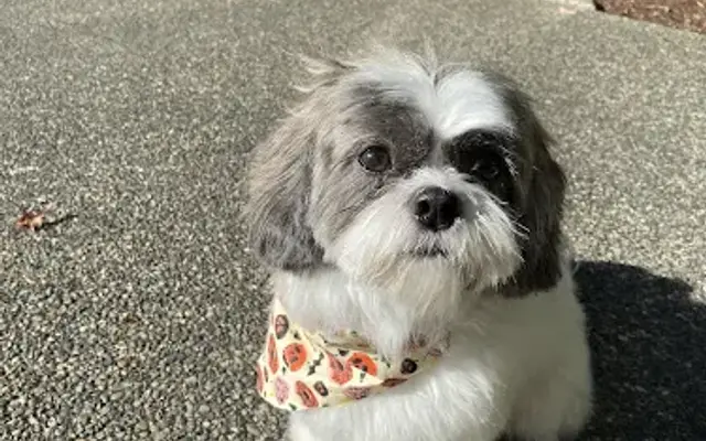 South Sound Pet Styling & Boutique in Lacey, WA