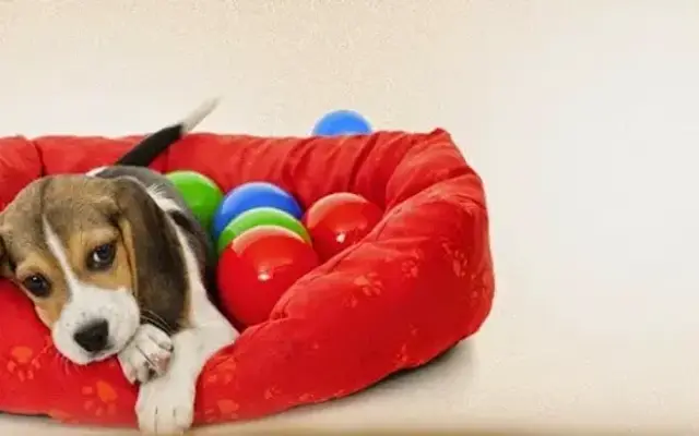 Petspa- Grooming, Resort, Daycare & Boutique in Doral, FL
