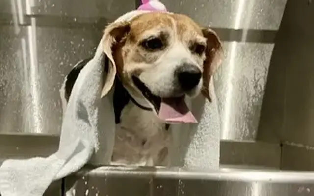 Bowie Barker Livermore in Livermore, CA