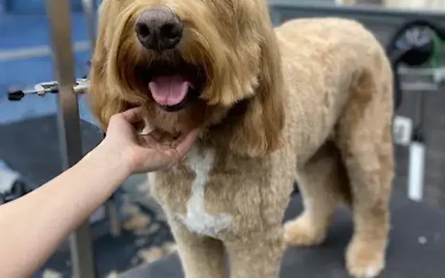 Pet Supplies Plus Buda Grooming in Buda, TX