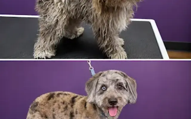 Polished Paws Mobile Grooming in East Troy, WI