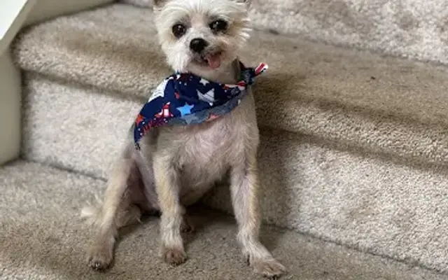 Amys Pet Grooming in Douglasville, GA
