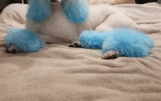 April's Dog Palace in Buffalo, SC