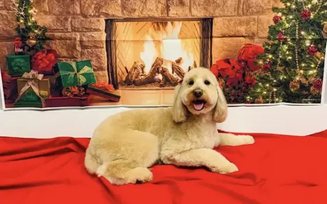 Majestic Pets Grooming in Boynton Beach, FL